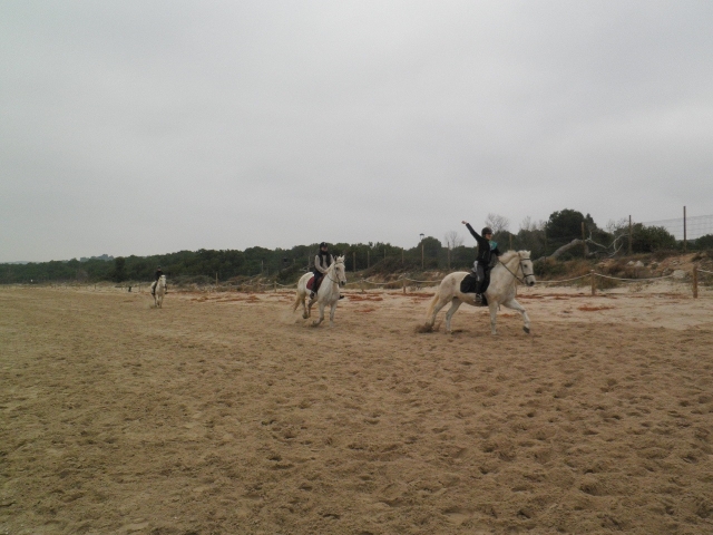  Laufen mit den Pferden im Sand 